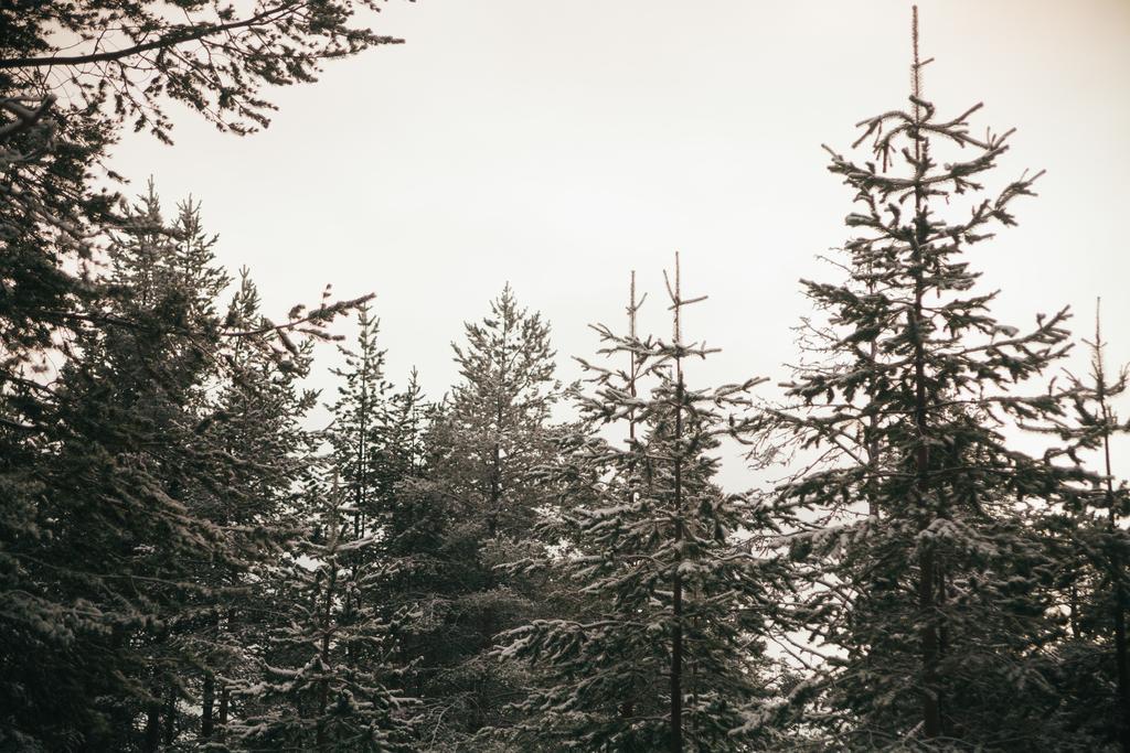 Petaejaekylae Vila Kuusamo Quarto foto